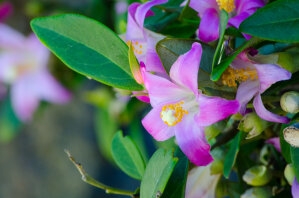 Norfolk Island Hibiscus